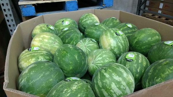 Watermelon from United States supplied by Peterson Fruit Co., Inc - Whole Fresh Watermelon