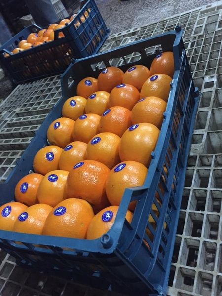 Orange from 이란 supplied by Safiran Sepehr Paya - 150-216 g 신선 오렌지