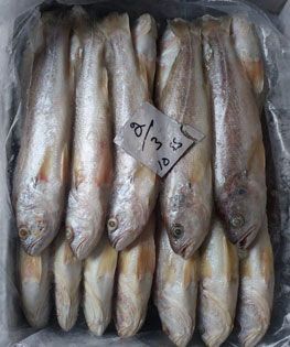 Sardine from South Africa supplied by ONAT GLOBAL SEAFOOD - Fresh (=Chilled=Raw) Frozen Sardine