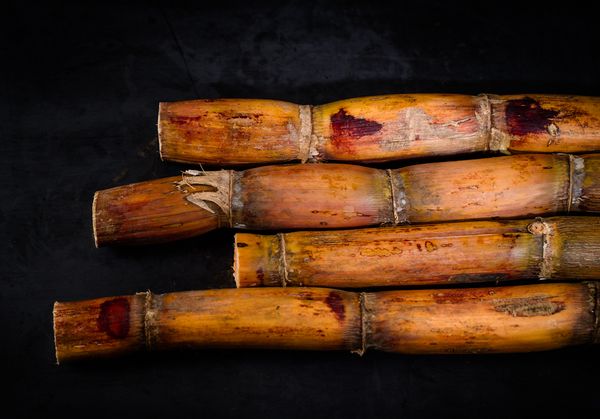 Sugar Cane from 카메룬 supplied by GIC TERRESPOIR - Brown 사탕수수