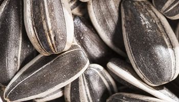 Sunflower Seed from 미국 supplied by Red River Commodities, Inc. - Kernel 해바라기 씨