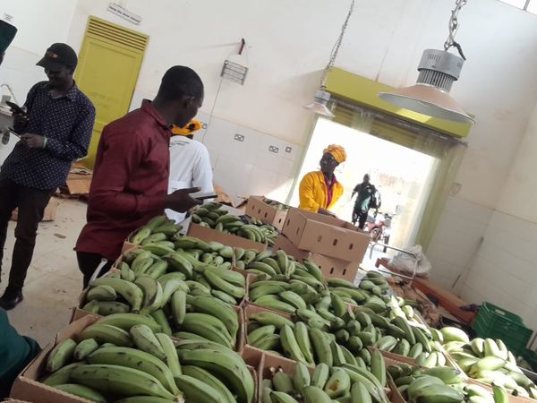 Highland Bananas (Matooke) from 우간다 supplied by Mkulima Exports Uganda Limited - Highland 신선 바나나
