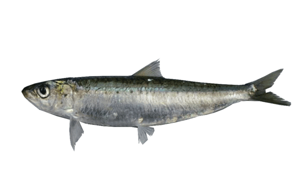 Whole Sardine from Venezuela supplied by Consorcio Pesquero Vistalmar - Whole (=In The Round) Frozen Sardine