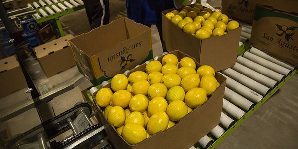 Lemon from Argentina supplied by ARBOLAR CITRUS S.A. - Yellow Fresh Lemon