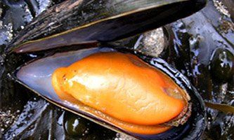 Organic Mussels from France supplied by Sovintex - Frozen - Cooked Frozen Frozen Mussel