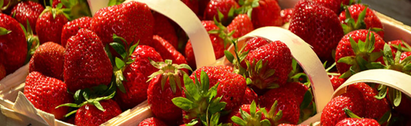 Fresh Strawberry from Germany supplied by SL Gartenbau GmbH - Harmony Fresh Strawberry