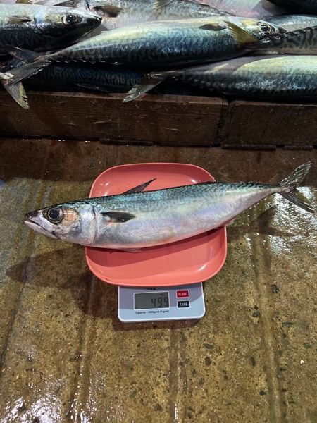 Mackerel from South Korea from South Korea supplied by Pine&Nut Fishereies - Various Size Frozen Mackerel
