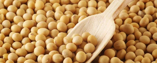 Soybean from 파라과이 supplied by SYNGENTA PARAGUAY S.A. - For Seed 대두