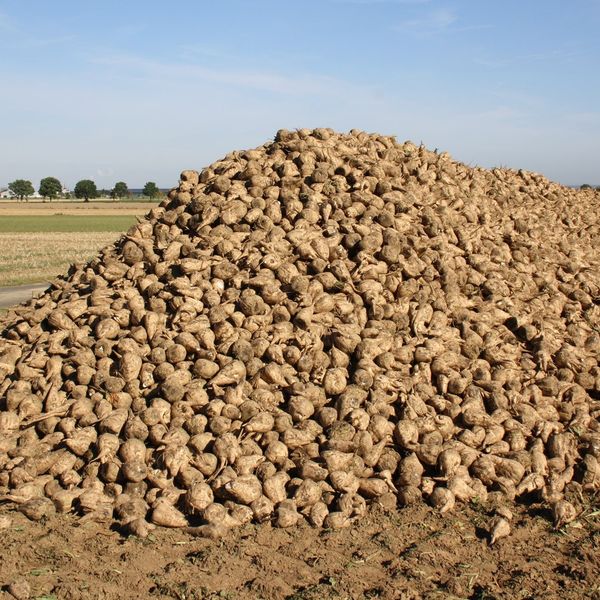 Sugar Beets from 독일 supplied by Kreisbauernschaft Bonn - Rhein-Sieg - Whole 사탕무