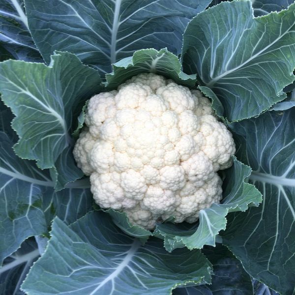 Cauliflower from United States supplied by Val Verde Vegetable Co. Inc. - Whole Fresh Cauliflower