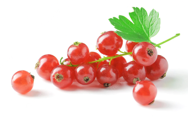 Fresh Red Currant from Germany supplied by Bauernhof Weggun GbR - Red Currant