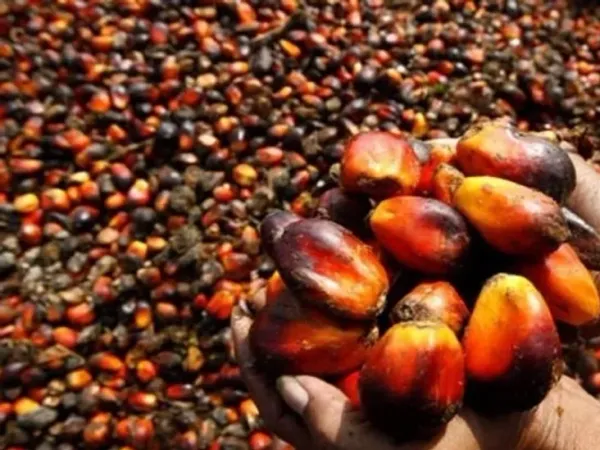 Palm Kernel from 나이지리아 supplied by Chairman Export Company - Whole 팜 커넬 오일
