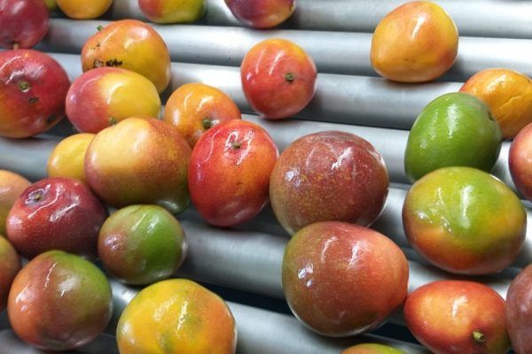 Mango from South Africa supplied by Gubitz Export - Reddish Fresh Mango