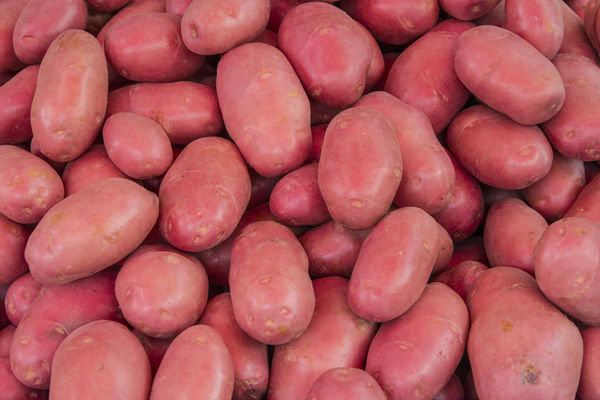 Potato from 미국 supplied by Pacificpro Sales LLC - 갈색 신선 일반 감자