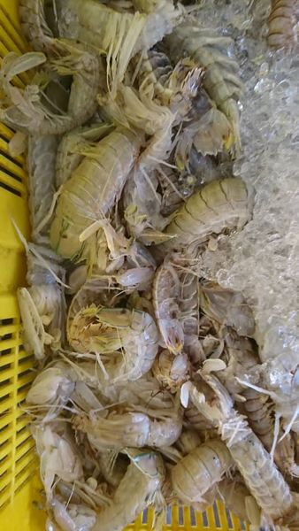 Wild Sea Prawns from 말레이시아 supplied by Saisho Global Enterprise - Size: 90-120 냉동 새우