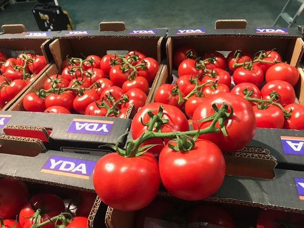Fresh Grape Tomato from 튀르키예 supplied by YDA TARIM - Grape Varieties 신선 토마토