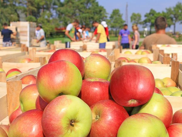 Apple from Belgium supplied by Top Harvest - Whole Fresh Apple