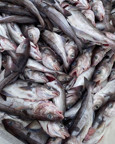 Fresh Haddock from 노르웨이 supplied by ARCTIC CATCH AS - Skinless (=Without Skin) 냉동 해덕
