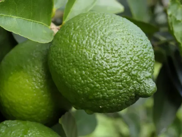 Lime from 영국 supplied by San Gabriel UK LTD - Fresh (=Chilled) 신선 라임