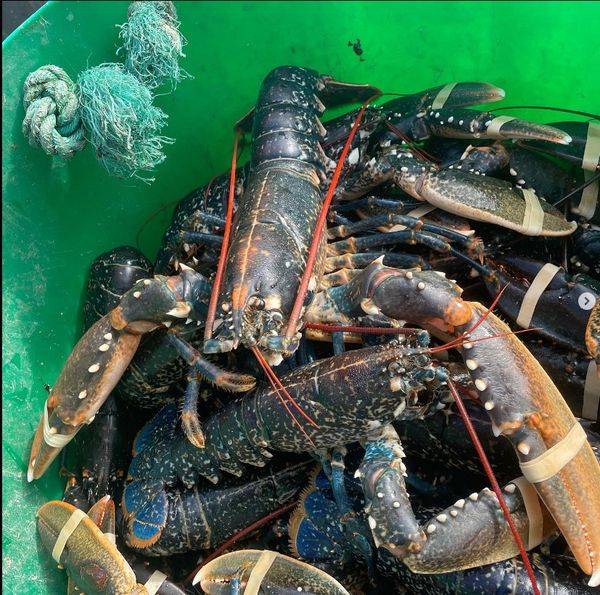 Fresh Lobster from 영국 supplied by Murt's Shellfish - Whole 신선 랍스터