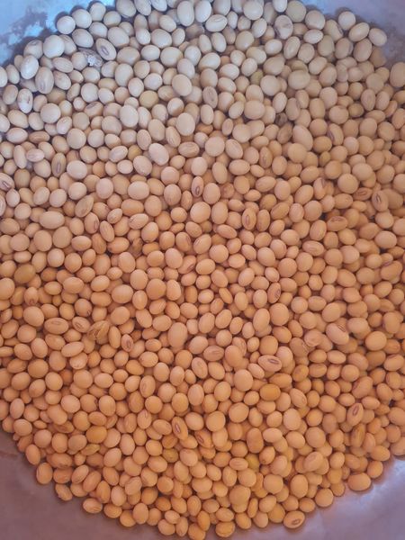 NGMO Soyabean from 부르키나파소 supplied by Bertstar Cameroon LTD - 좋은 품질 정제 대두유