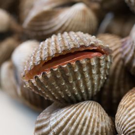 Cockles from United Kingdom supplied by Celtic Coast Fish Company Limited - Common Cockle (=Basket Cockle=Nuttall's Cockle=Clinocardium nuttallii) Frozen Cockle