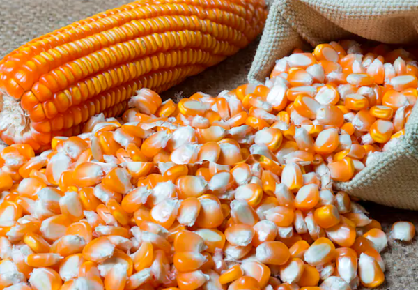 Maize (Corn) from 말라위 supplied by Export Trading Company Ltd - Dried 옥수수