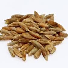 Rye from Switzerland supplied by STRICKER & CIE AG - Conventional Rye