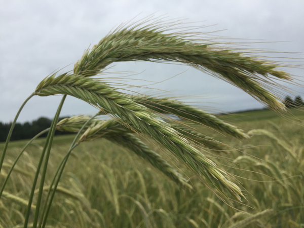 Winter Rye from Czechia supplied by LIPONOVA - Winter Rye