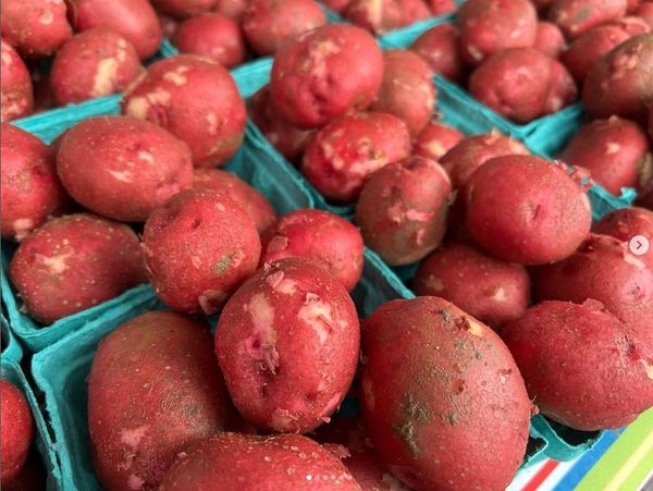 fresh potatoes from 미국 supplied by Savoie Organic Farm - Violet (=Purple) 신선 일반 감자