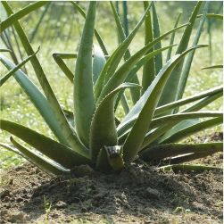 Aloe Vera from India supplied by NARAYANI NATURALS - Fresh (=Chilled) Aloe Vera