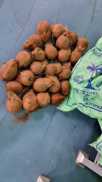Semi-husked Coconut from India supplied by TGF Traders - Best Quality Other Fresh Coconut