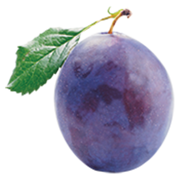 Plums from 이탈리아 supplied by Zeoli Fruit SRL - Purple 신선 자두