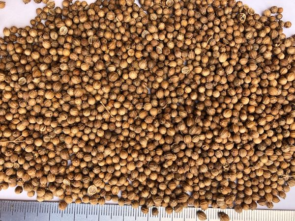 Coriander seed from Russia supplied by LLC Agrochiminvest - Conventional Coriander
