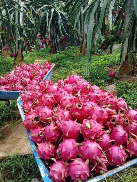 Red Pitahaya from 에콰도르 supplied by Ginafruit SA - A1 신선 용과