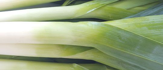 Leeks from 스페인 supplied by IDEAL FRUITS, S.L. - Green 리크