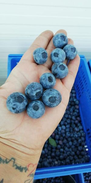 Fresh Blueberries from 포르투갈 supplied by BagaCentro - Blue 신선 블루베리