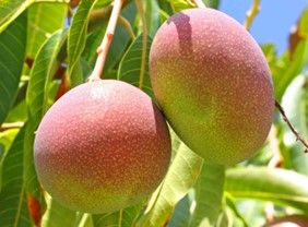 Apple Mango from 케냐 supplied by Afrex Gold Limited - 사과 신선 망고