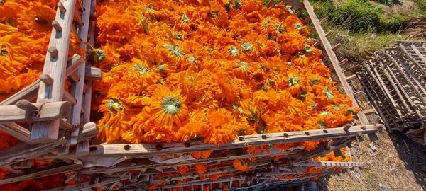 calendula flower from 이집트 supplied by ELMOTMIZ HERBS CO. - High Quality 아로마틱 허브