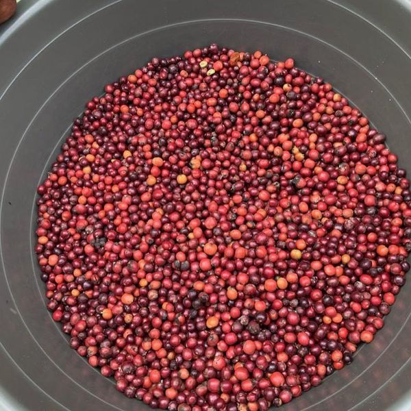 Coffee Beans from 가나 supplied by Asili Coffee Purveyors Limited - Red 생원두