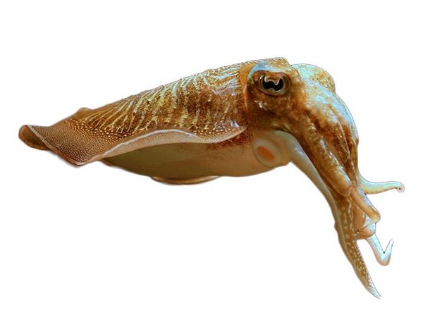 Squid from Spain supplied by Pescados Y Mariscos Chica S.l. - Tubes Frozen Squid