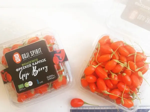 GOJISPIRIT-FRESH ORGANIC GOJI BERRY from 그리스 supplied by Goji Spirit - Sweet Lifeberry 신선 구기자