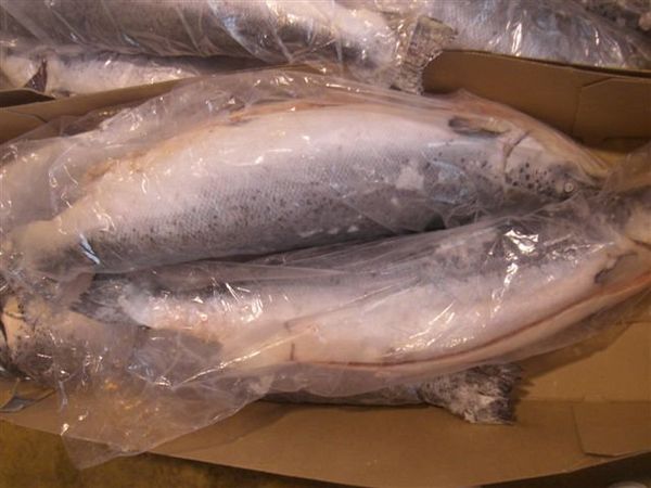 Salmon from Germany supplied by F&F Fisch und Feinkost - Fresh (=Chilled=Raw) Salmon