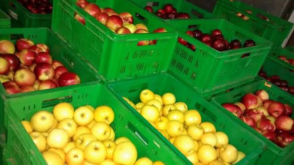 Fresh Apples from 폴란드 supplied by GOSPODARSTWO SADOWNICZE. JERZY MĄCZEWSKI - 타르트 사과 신선 사과