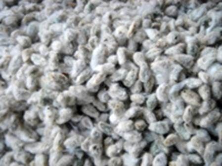 Cotton Seed from United States supplied by The Scoular Company - RCH 2 Cotton Seed