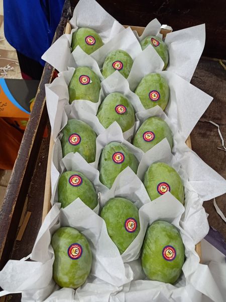 Fresh Mango from Egypt supplied by Fair Twenty One for Import and Export - Egyptian Varieties Fresh Mango