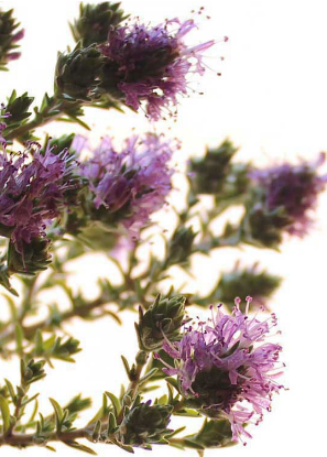 Thyme from Greece supplied by Cyclades Organics - Dried (=Dehydrated) Thyme