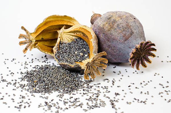 poppy seeds from Netherlands supplied by Red River - Van Eck BV - Dried Poppy Seed