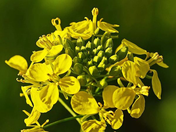 rapeseed from Russia supplied by AGROTERRA - Canola Seed & Rapeseed
