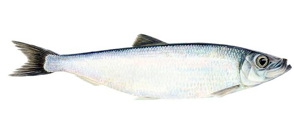 Frozen Herring from Iceland supplied by ​Loðnuvinnslan hf. Fáskrúðsfirði - Flaps (=Double Fillets) Herring